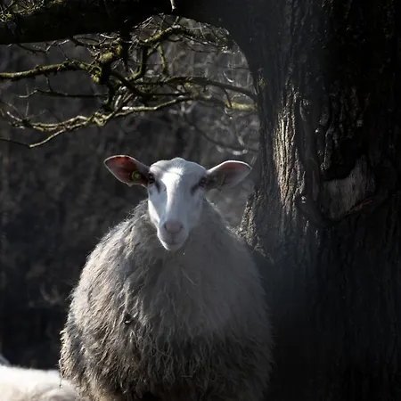 Tiny Tinyhouse Шале