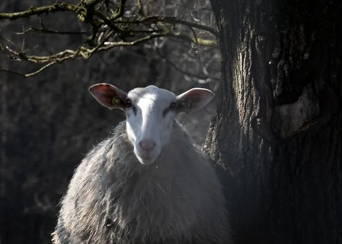 Tiny Tinyhouse Dağ evi